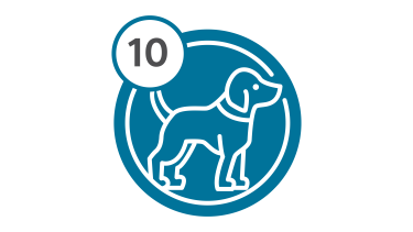 Bus Route 10 - Puppy